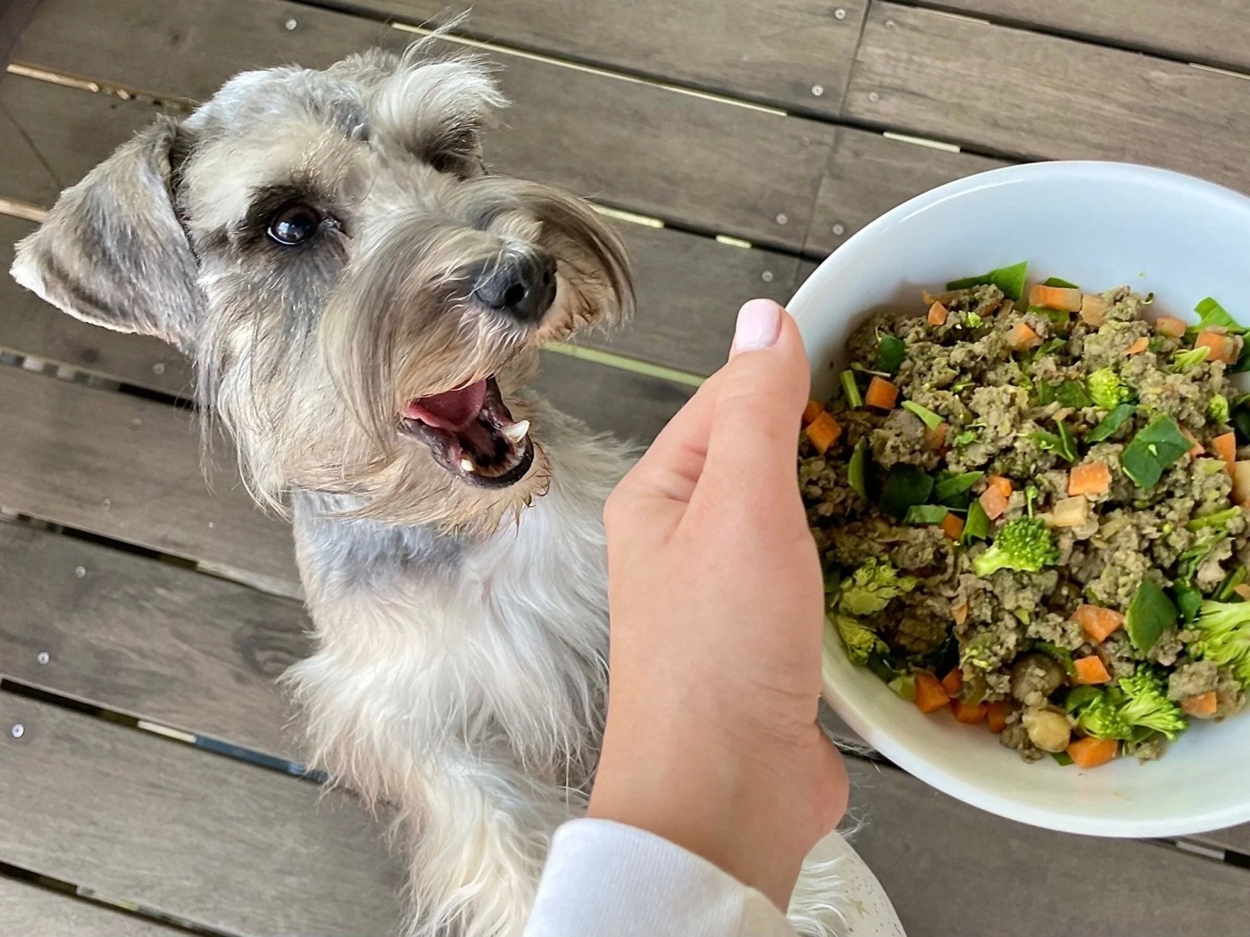 Schnauzer esperando un cuenco de comida natural con carne, zanahoria y brócoli
