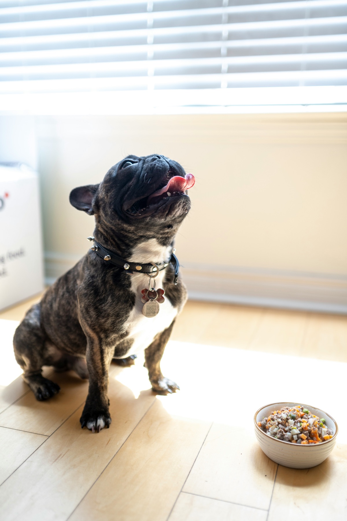 Bulldog francés esperando junto a un cuenco de comida en cocina