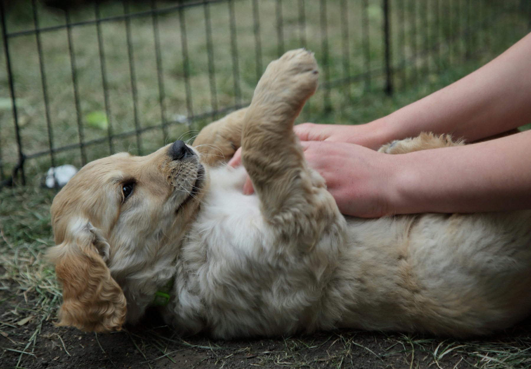 Cachorro golden retriever en el suelo jugando con manos humanas